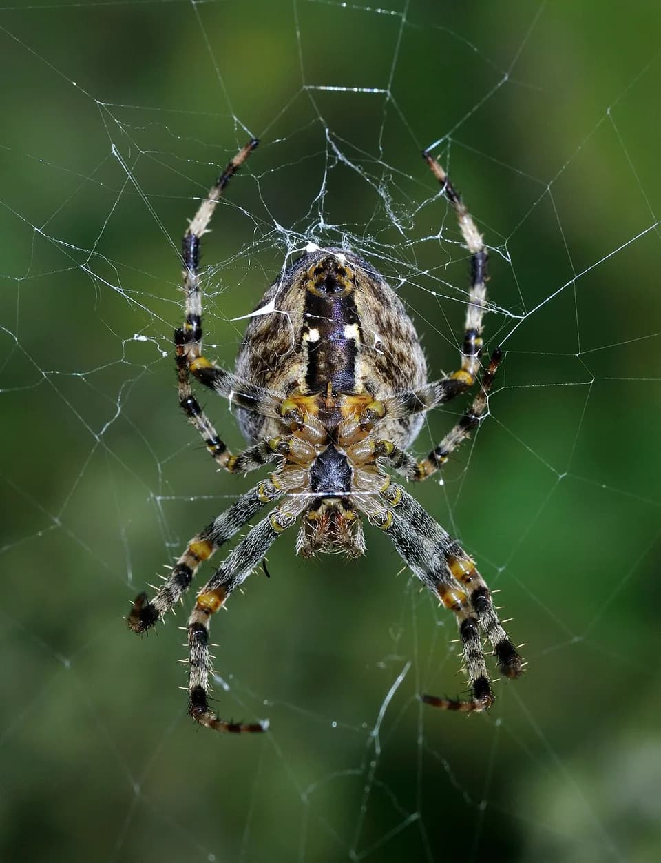 Örümcek fotoğrafı