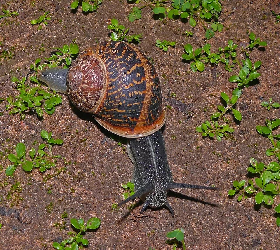 Salyangoz fotoğrafı
