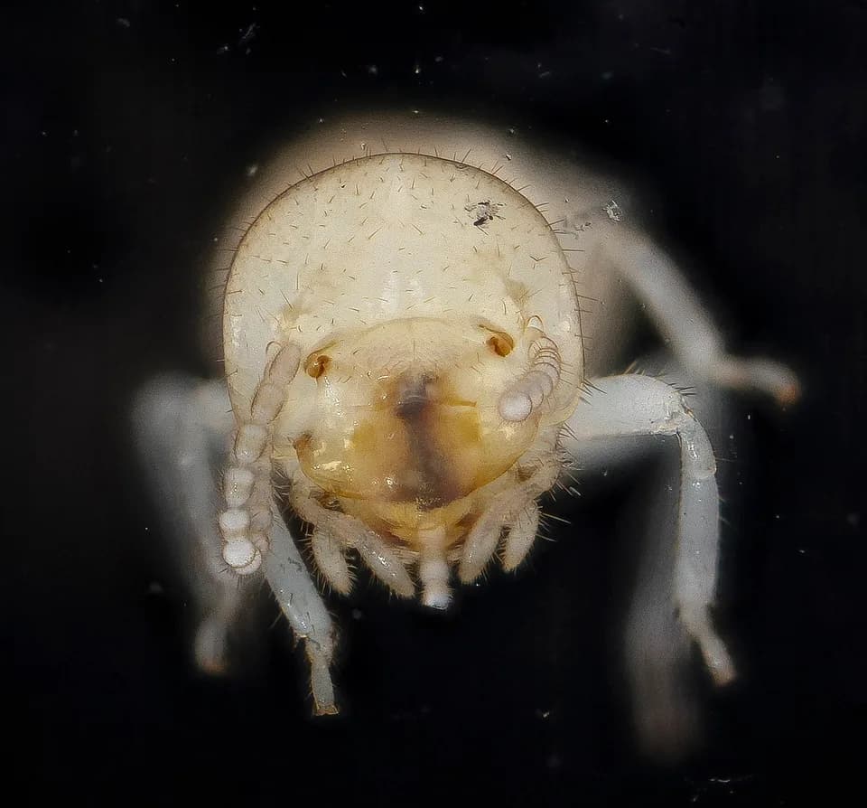 Termit fotoğrafı